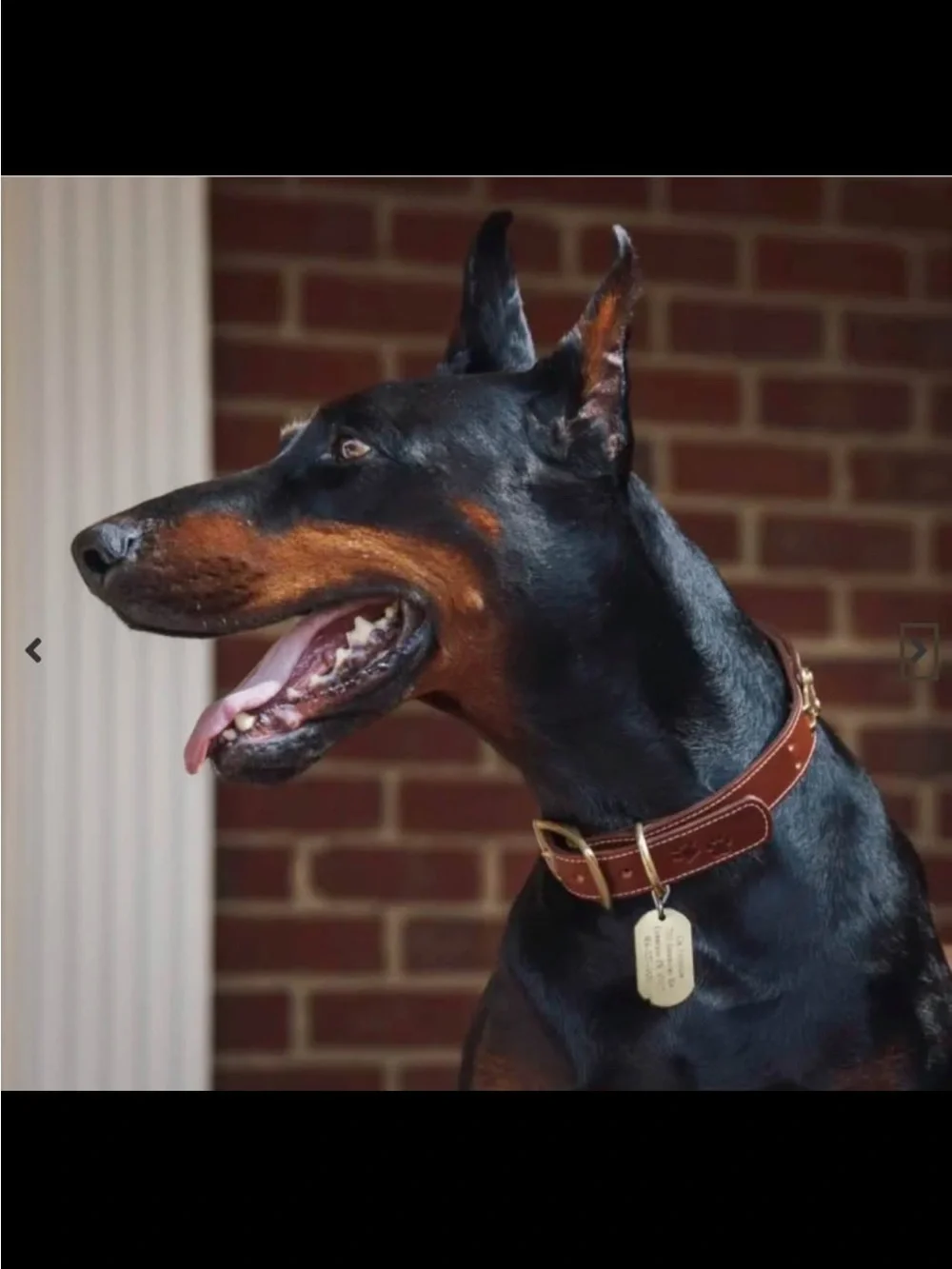 Leather & Brass Collar